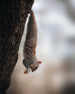 Eichhörnchen mitten in der Londoner City! von Larissa van Hooren