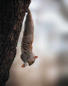 Eichhörnchen mitten in der Londoner City! von Larissa van Hooren