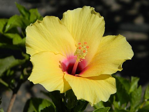Hibiskus