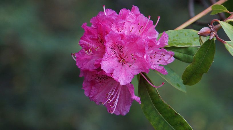 Madeira - Funchal - Jardim Botânico da Madeira - Huge violet flower blossom closeup view by adventure-photos