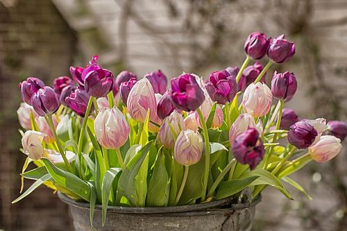 Tulips in a zinc bucket in the garden by Patricia Hofmeester