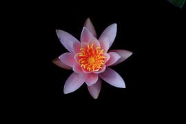 Beau nénuphar pittoresque sur Thomas Jäger