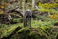 Timberwold lurking in wait