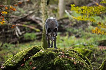 Timberwold à l'affût