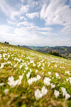 a meadow of white crocuses on the Hündle near Oberstaufen by Leo Schindzielorz