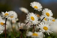 Blühende Gänseblümchen im Frühjahr von Cor de Hamer Miniaturansicht