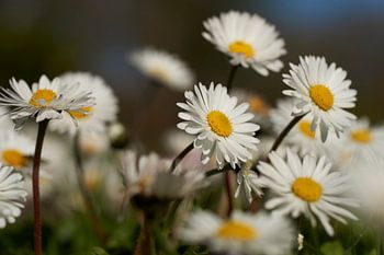 Blühende Gänseblümchen im Frühjahr