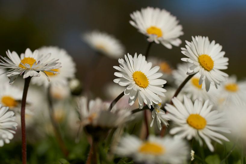 Bloeiende madeliefjes in de lente van Cor de Hamer