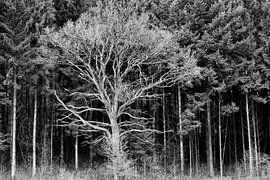 Baum gegen Kiefernwald von Sam Mannaerts