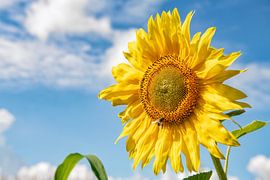 Sonnenblume mit Wespe. von Ron van der Stappen