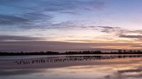 Zonsopkomst Vinkeveen Botshol!