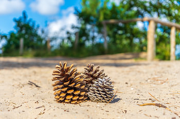 Tannenzapfen im Urlaub