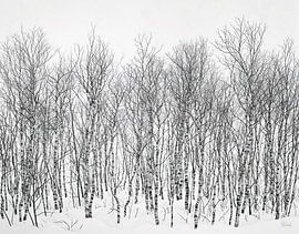 Birkenwald im Winter