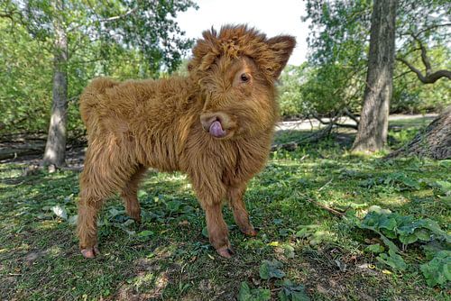 Veau Highlander écossais