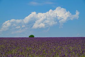 Blühender Lavendel in der Provence an einem Sommertag