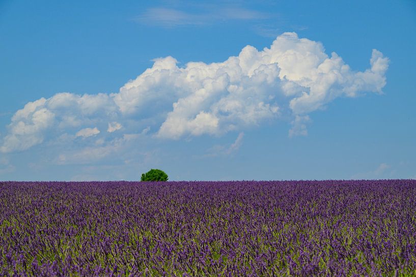 Lavender blossoming in the Provence during a summer day by Sjoerd van der Wal Photography