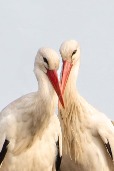 Couple d'amoureux par Freek Rooze