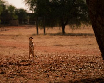 Meerkat in Namibia, Africa by Patrick Groß