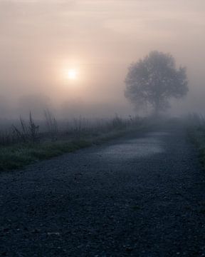 the lone oak by Yorick De Wilde