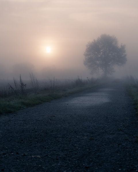 die einsame Eiche von Yorick De Wilde