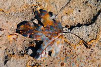 Rusty leaf III
