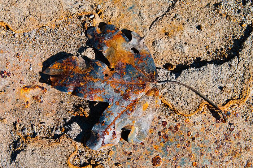 Rusty leaf III by LYSVIK PHOTOS