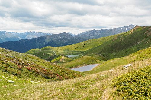 Lentebloemenpracht in de bergen van Vinschgau – alpenklokjes, wollegras en alpenweiden tegen een indrukwekkende achtergrond van bergtoppen.