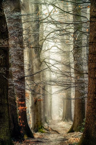 Wald der Kleiderbügel