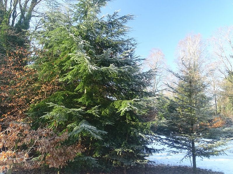 Winters plaatje by Sanne Compeer