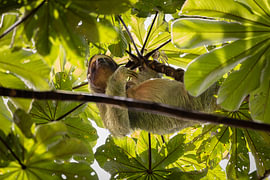 Costa Rica – wo Natur, Abenteuer und pure Schönheit aufeinander treffen