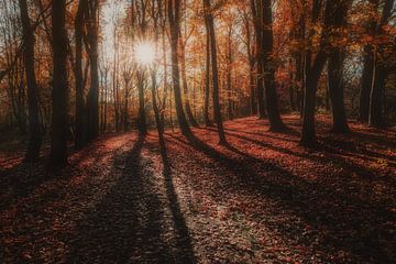 zonsopkomst met herfstkleuren in het park van Joey Van Hengel