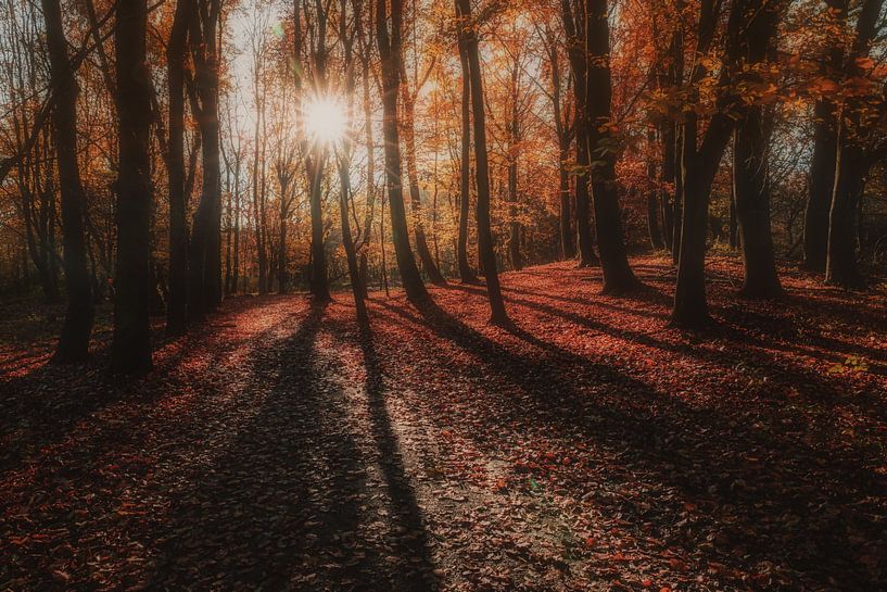 Sunrise with autumn colors in the park by Joey Van Hengel