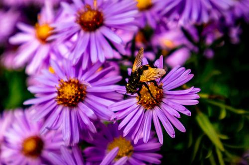 De magnifiques fleurs dans le jardin familial