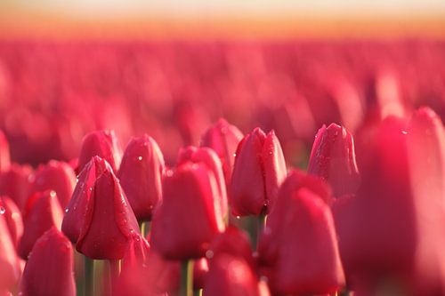 Roze tulpen von Anja van Deursen