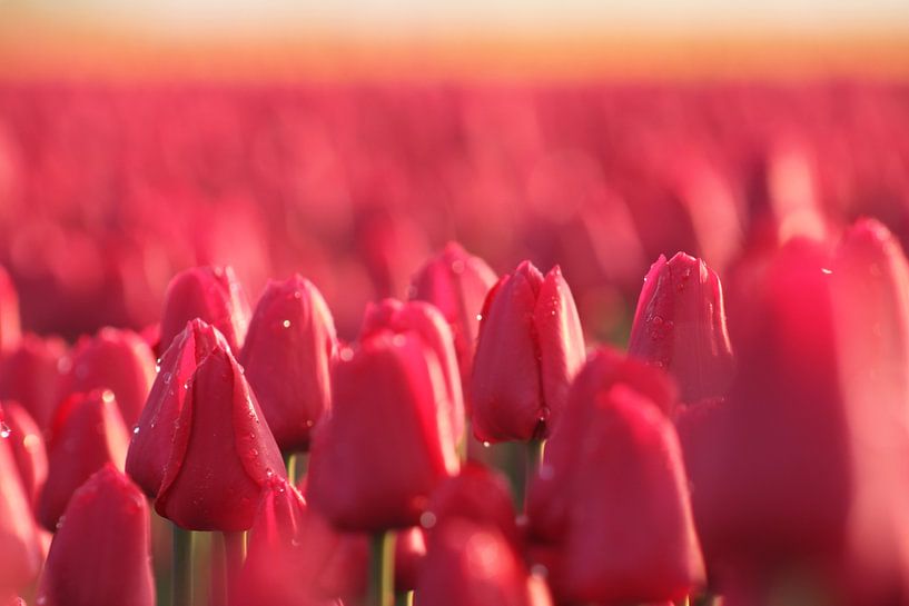 Roze tulpen by Anja van Deursen