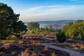 Flowering heather in the sunrise on the Veluwe