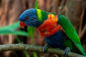 kleurrijke papegaai van Jeroen van Deel