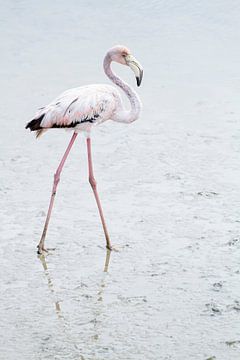 Flamingo Waterballet - Pretty in Pink van Angelique Faber