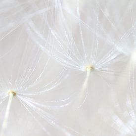 Dandelion with fluff seen from the inside (1 of 2) by Jeroen Gutte