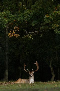 Fallow deer in a spotlight 