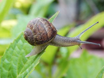 Slak op een blad