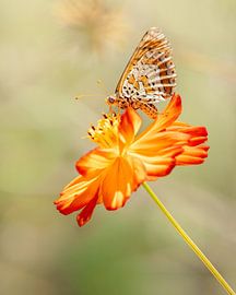 Soft landing by Jolanda Pikkaart