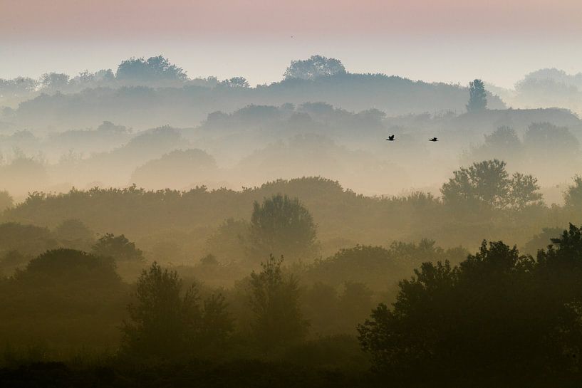 Kormorane fliegen bei Nebel über Dünen von Menno van Duijn