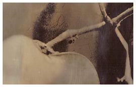 Agfa Brovira Satino _ 09