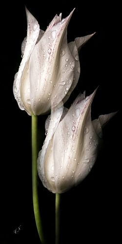witte tulpen
