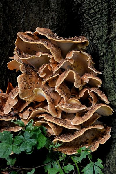Le champignon géant comme un lierre contre l'arbre. par Corine Dekker