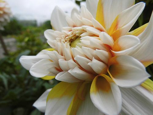 Dahlia wit en geel