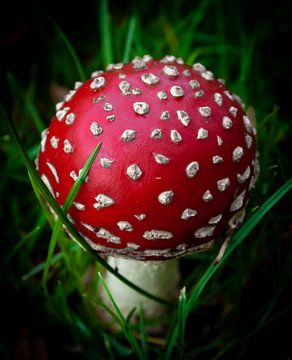 Contrasting mushroom van Marjolein van Wikselaar
