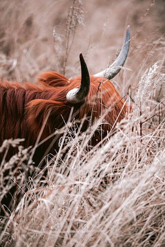 Scottish Highlanders in the amsterdam forest