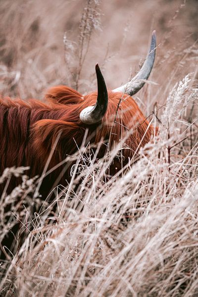 Scottish Highlanders in the amsterdam forest by Lindy Schenk-Smit